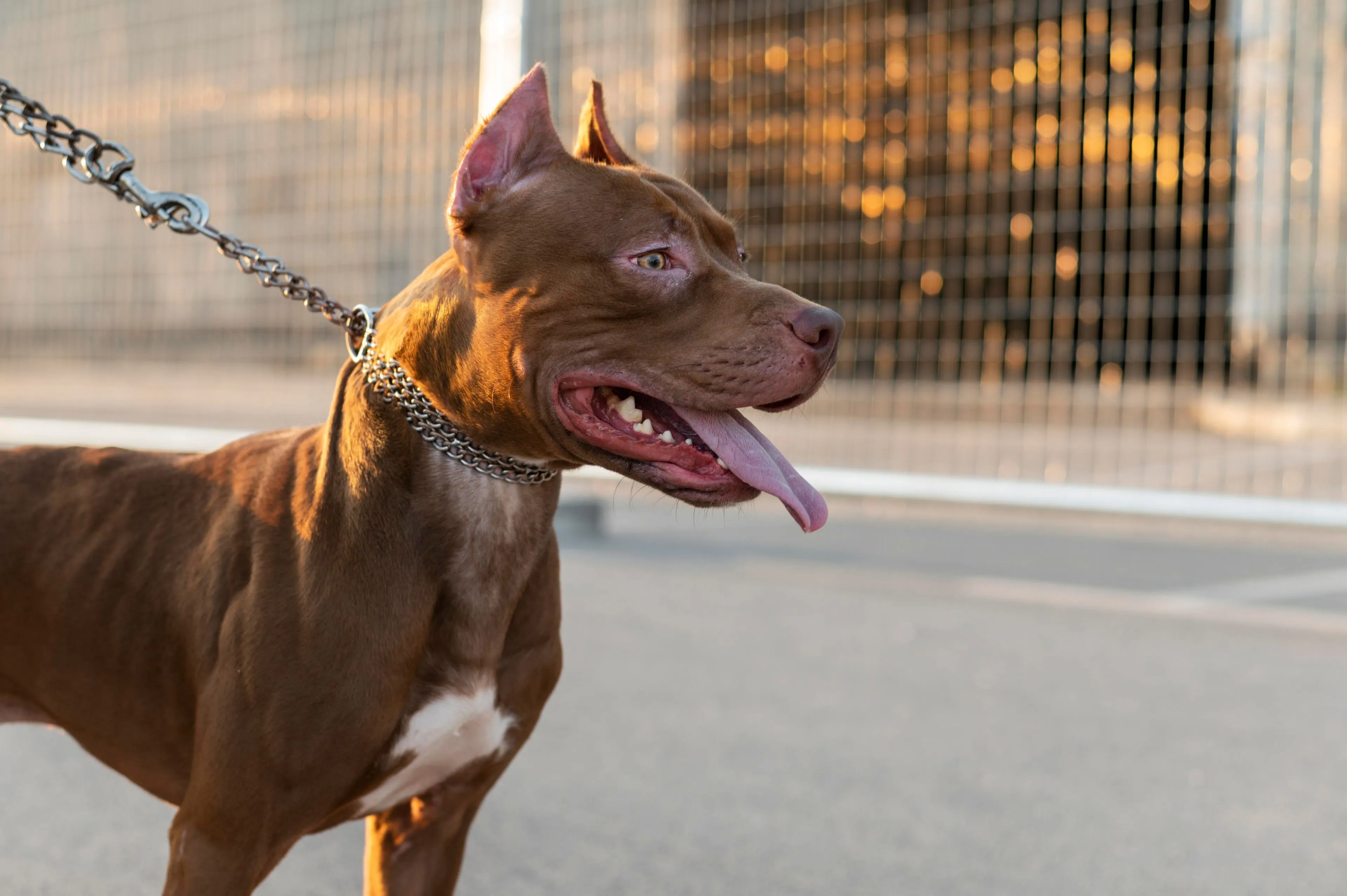 portrait adorable pitbull dog 1