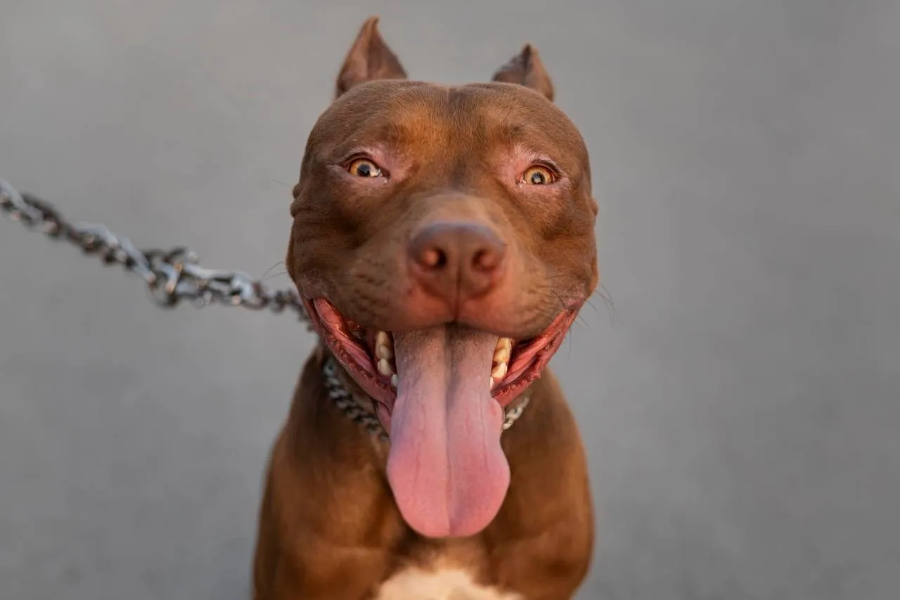 pitbull1