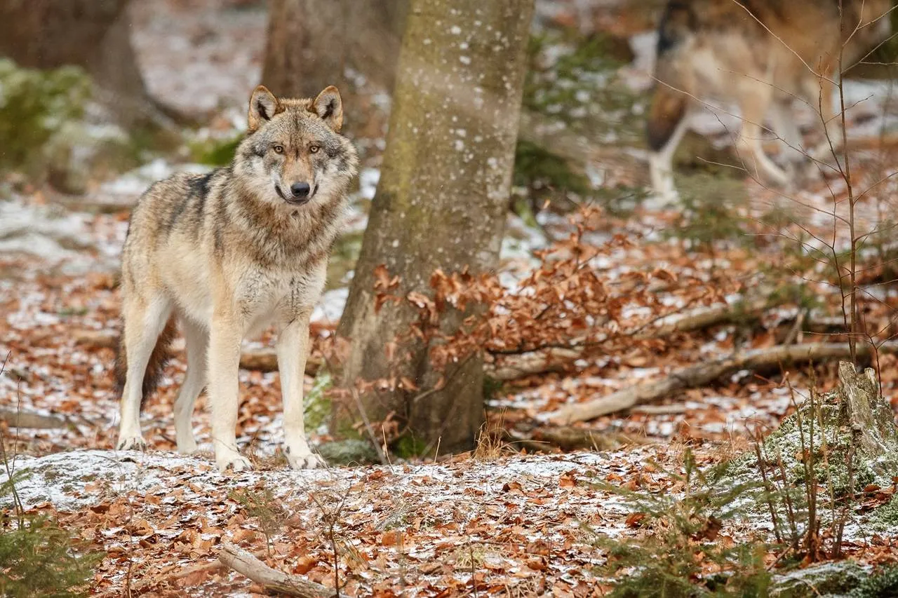 wolfje1