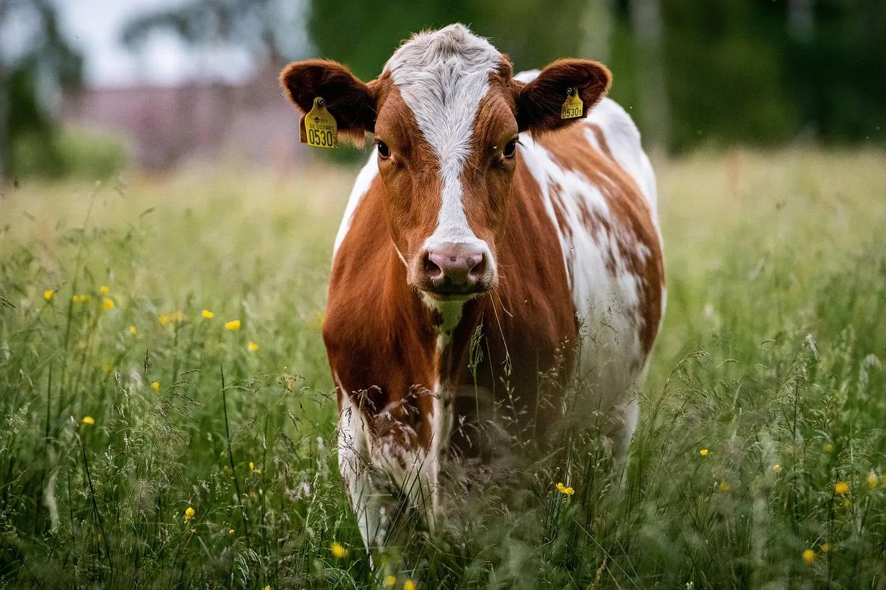 cow 6360406 12801