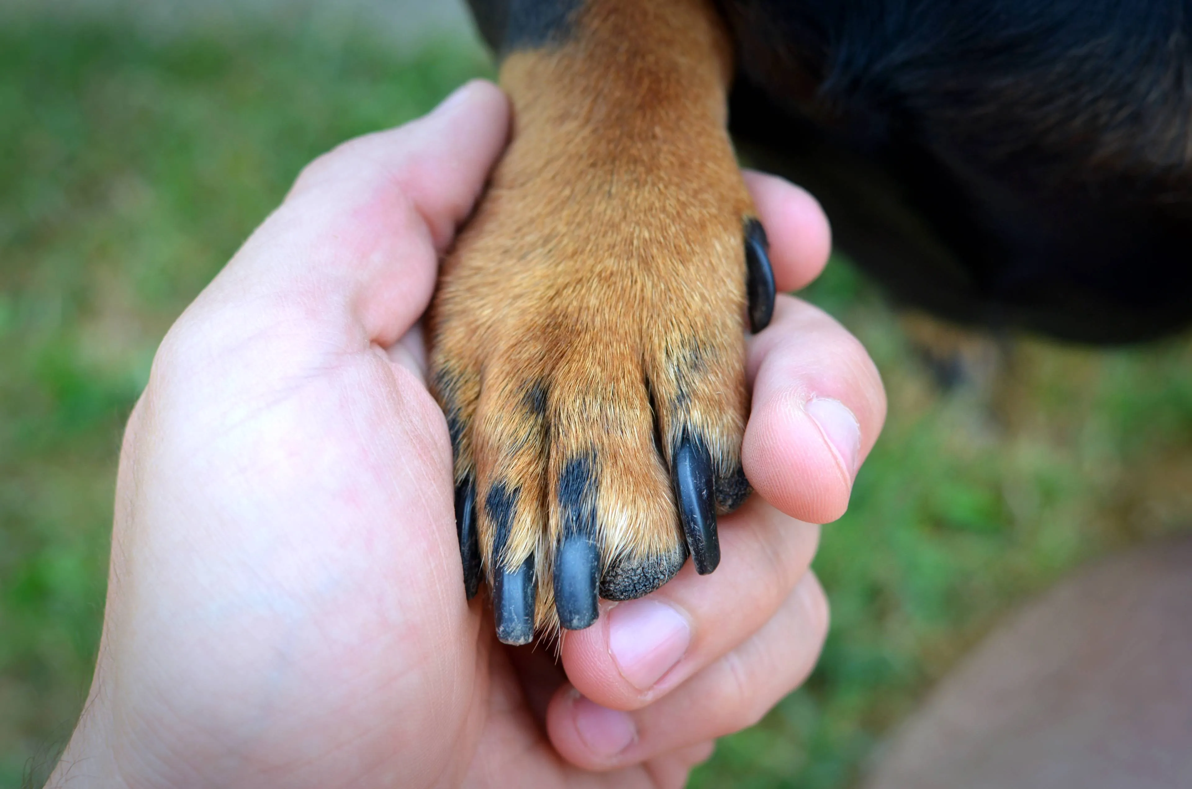 human s hand dog s paw handshake