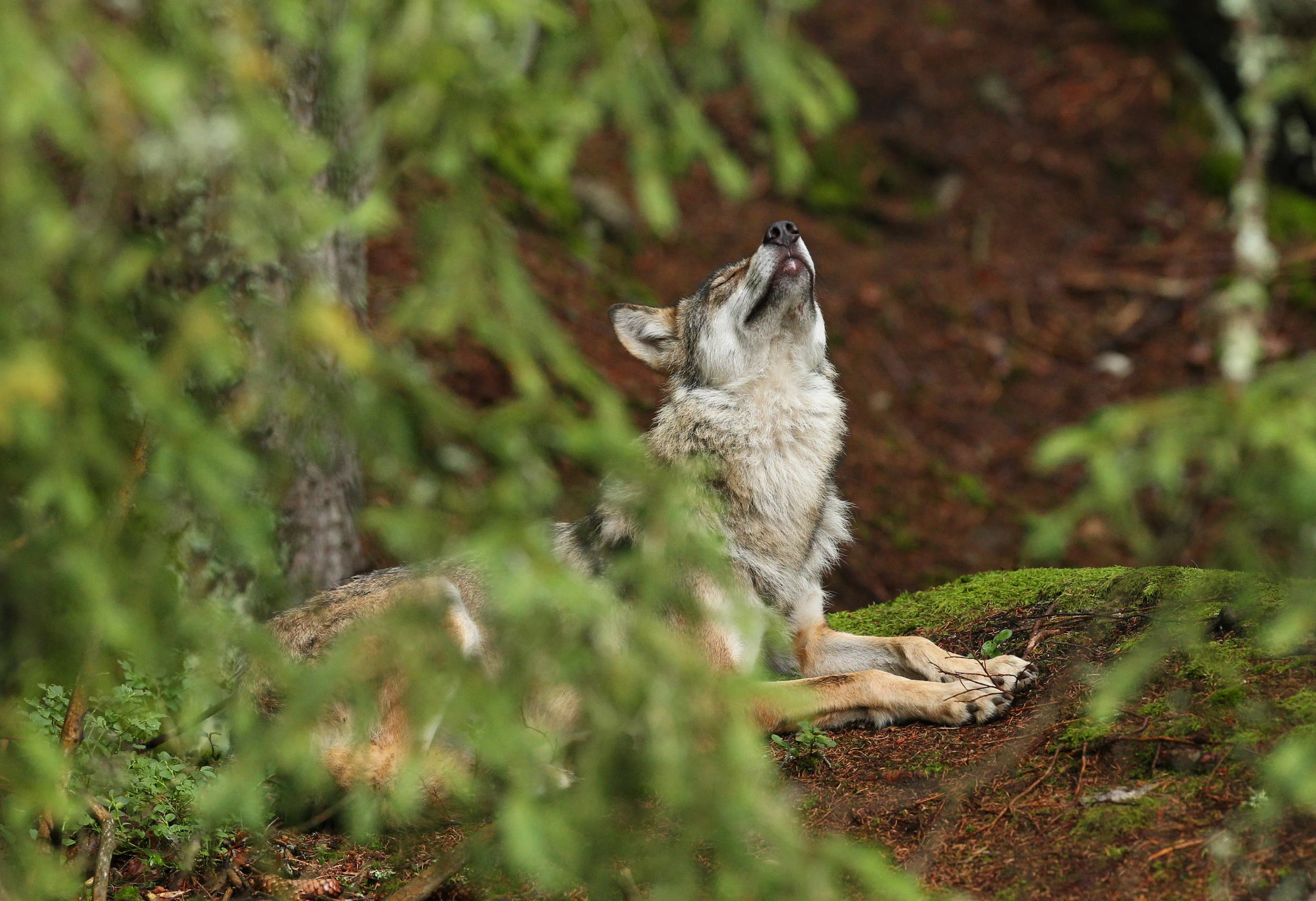 beautiful elusive eurasian wolf colorful summer