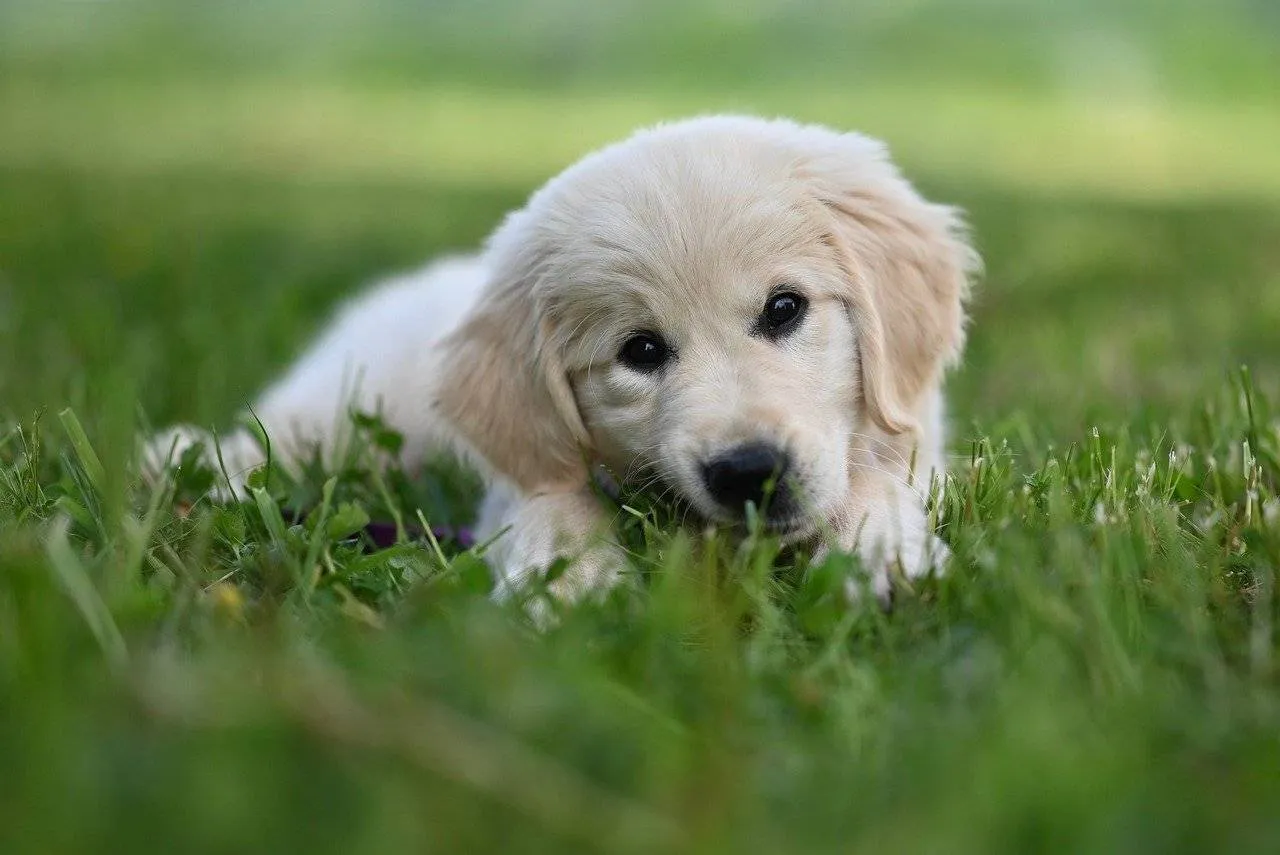 golden retriever amber blue 9595177 1280