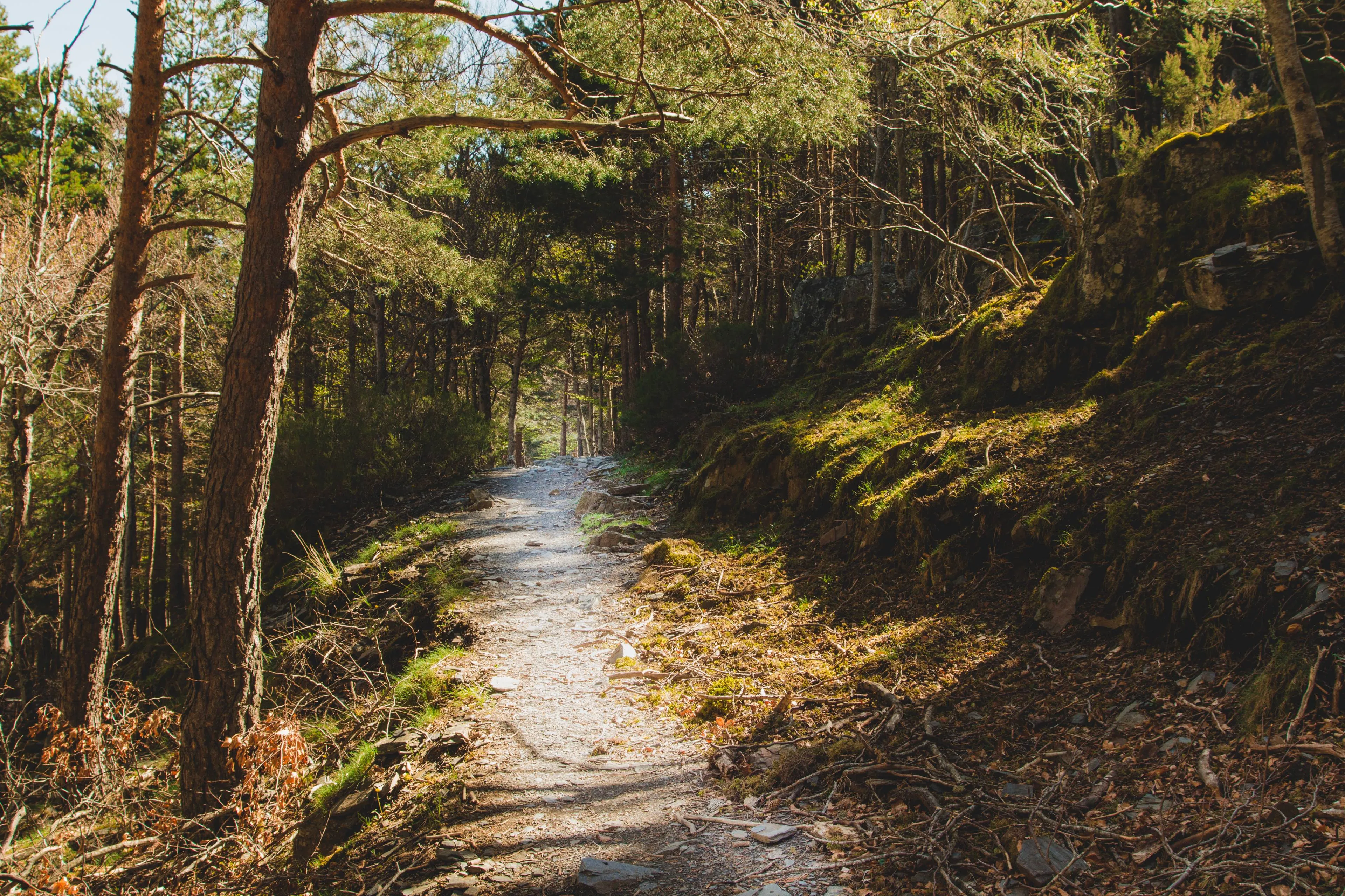 wild-path-through-forest