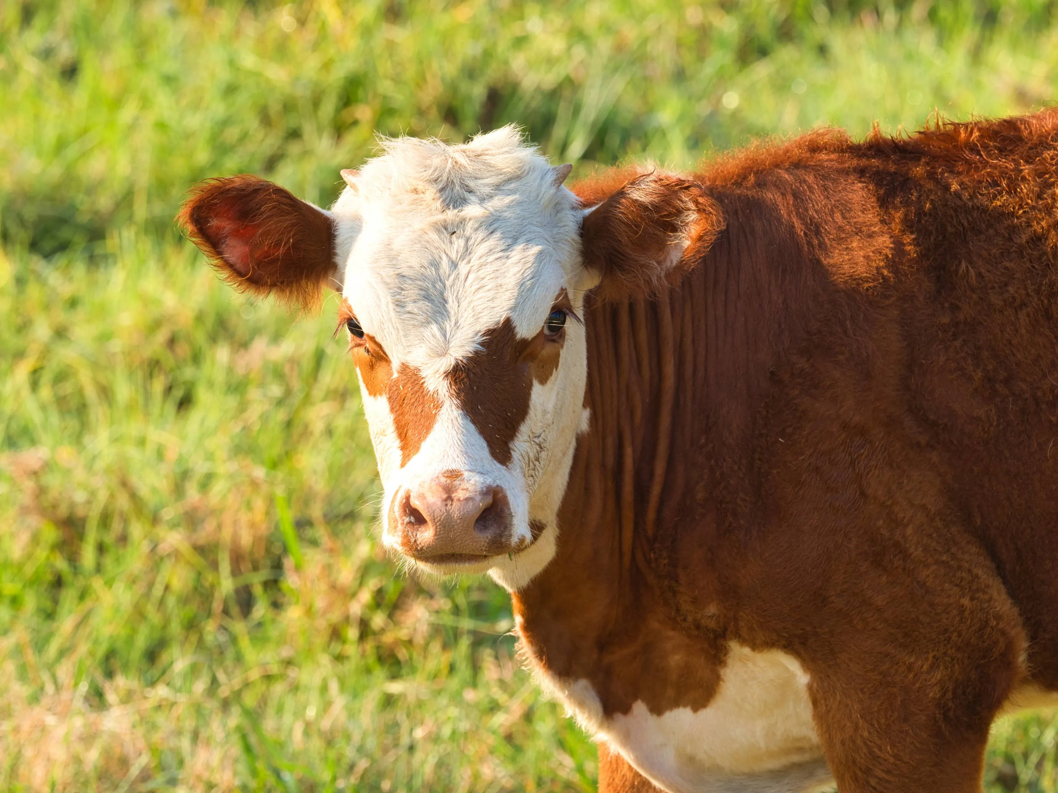white-brown-calf-field-surrounded-by-grass-sunlight-with-blurry