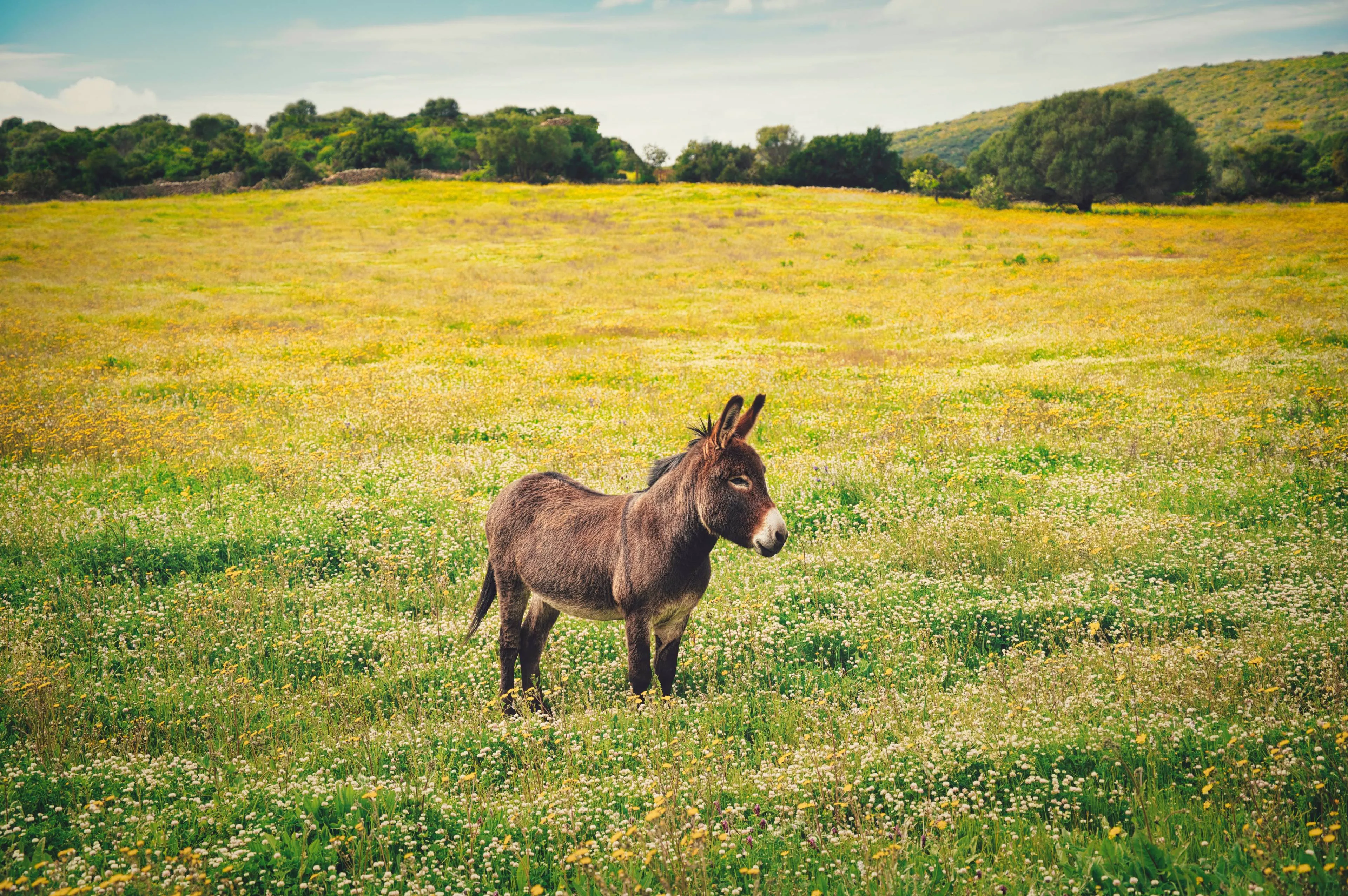 closeup-shot-little-donkey-yellow-flower-s-field