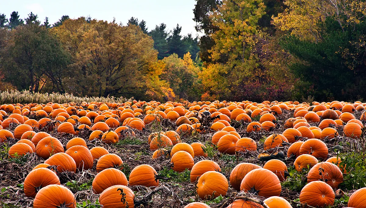 10742561004 7ee44eb201 k liz west cc by 20 pumpkin patch