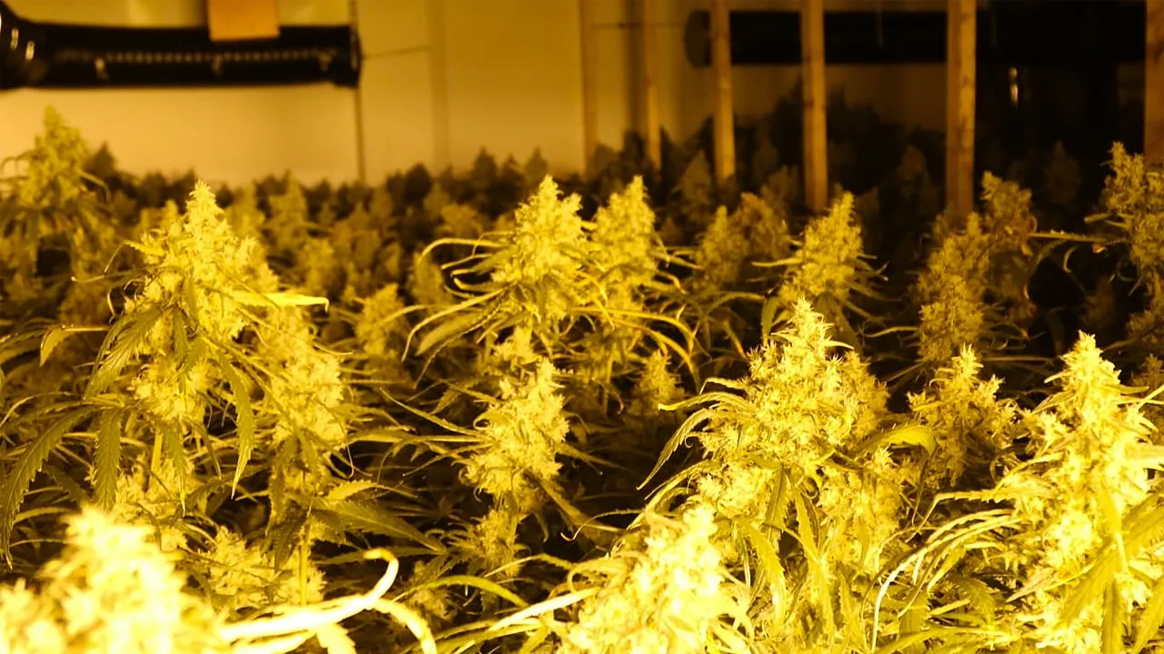 2 hennepactie 21 mei 2019 bjorn de hoog