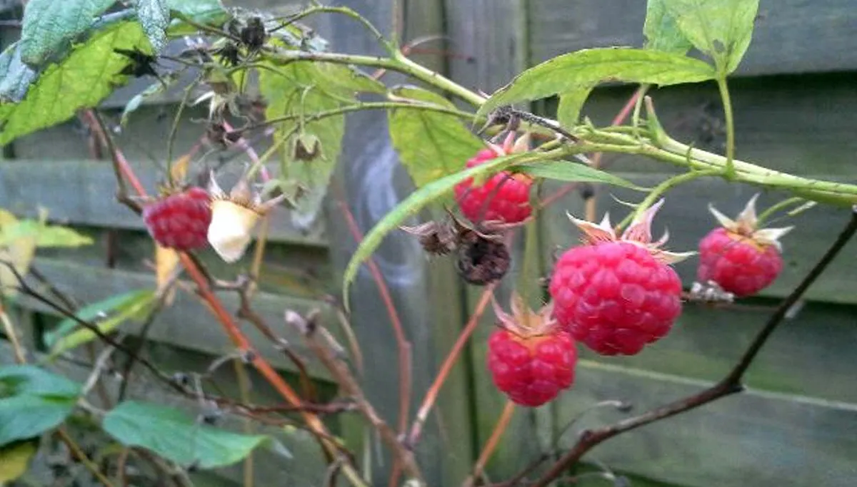 20151217 152557 frambozen in december