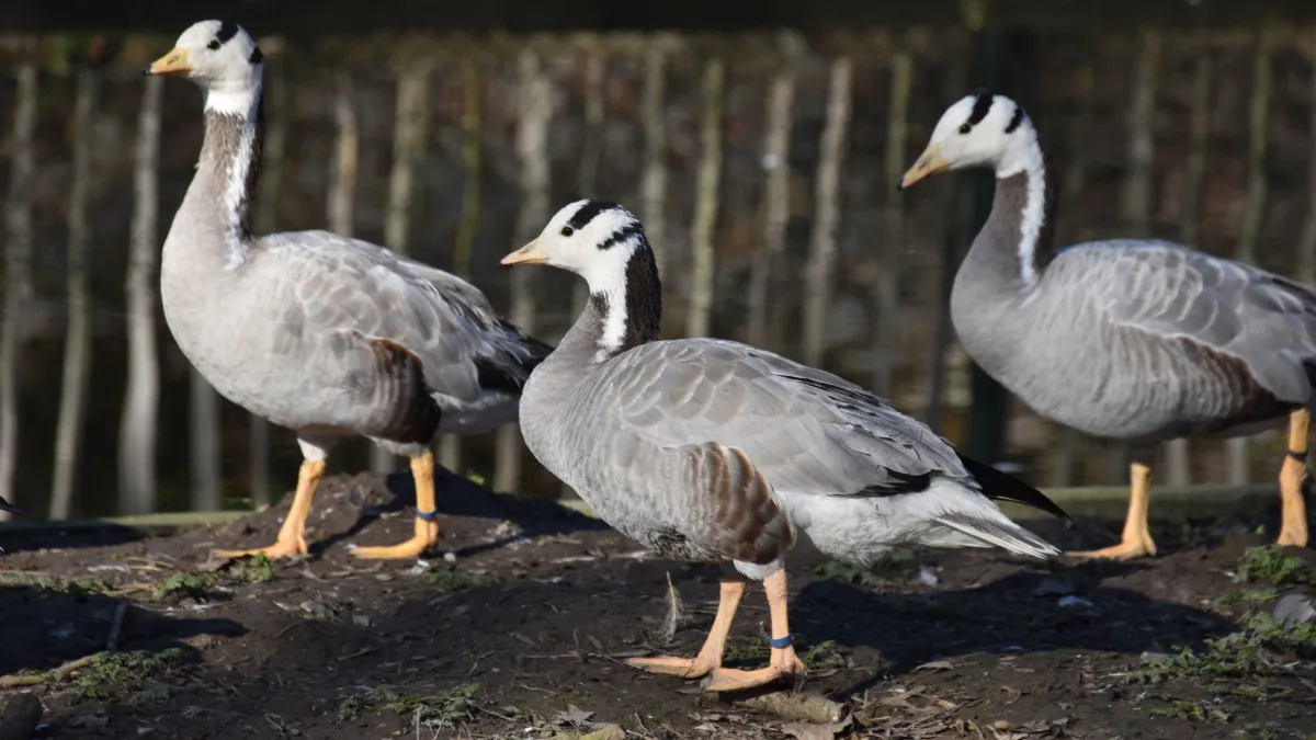 20230213 indische streepkopgans