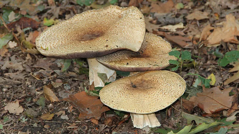 a5dxijdp4pndo94u1q2dc6kbj paddenstoelen 16 9 2