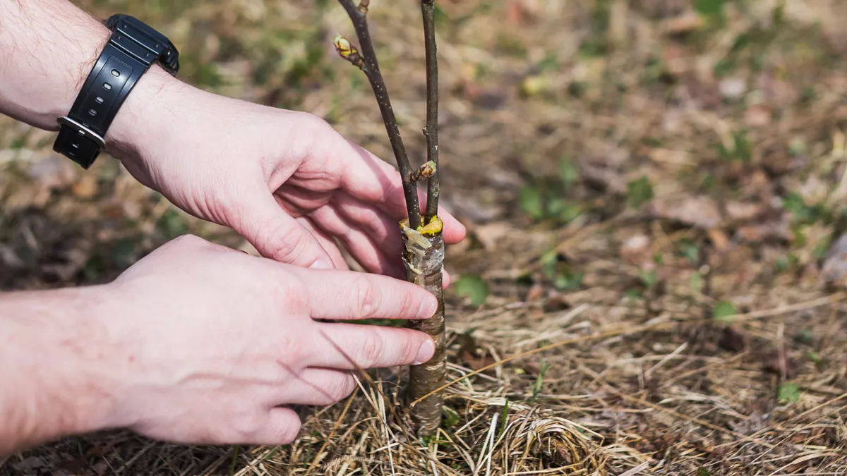 aanplant jonge boom