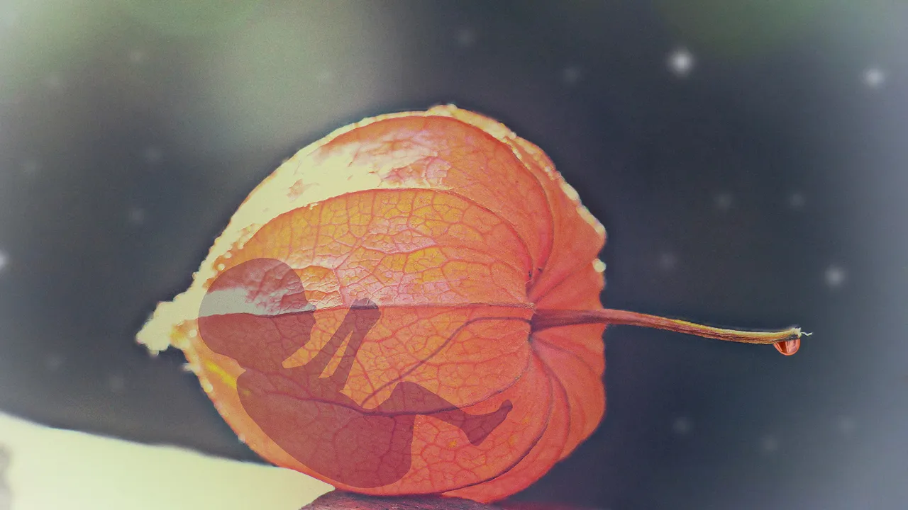 abortus embryo cc0 pxhere