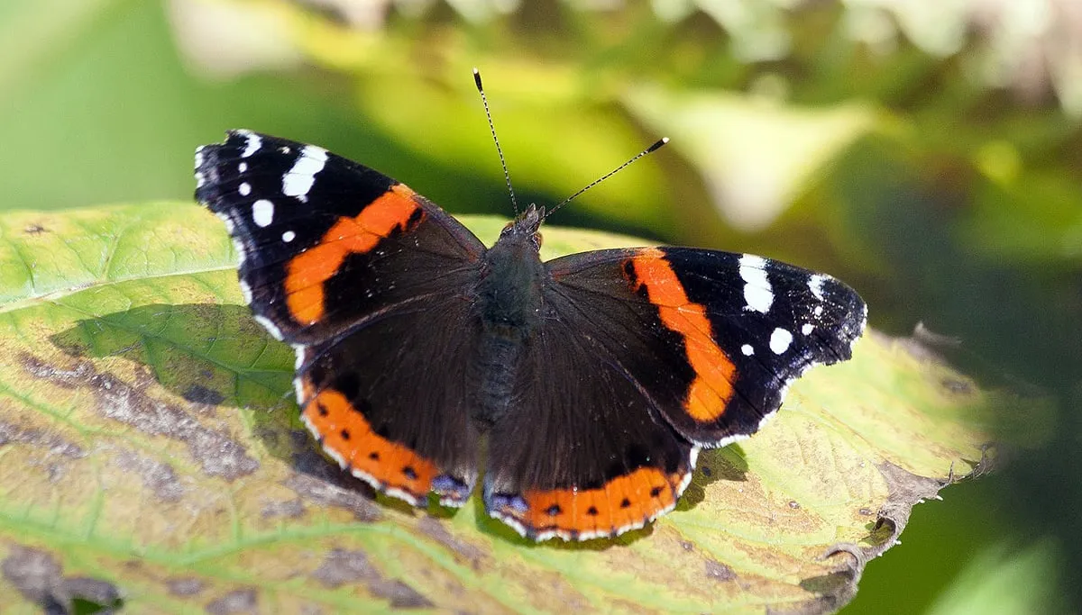 admiral 939555 1280 atalanta vlinder