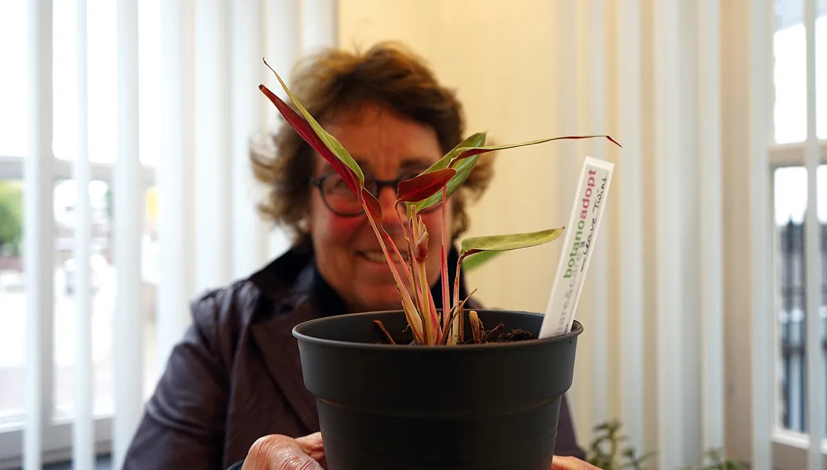 adoptivmutter 002 plant adoptie plantadoptiemoeder