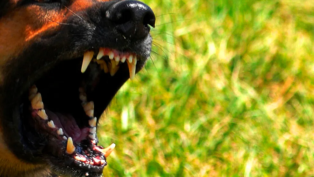 agressieve hond laat tanden zien