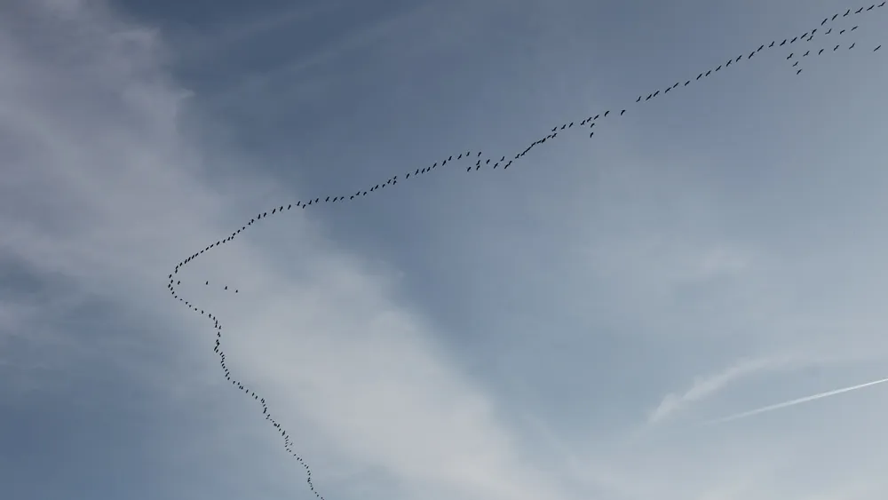 ak6c0wrfrobxwl73hxs6zcyt6 trekvogels 9 maart 2014 boven holtum