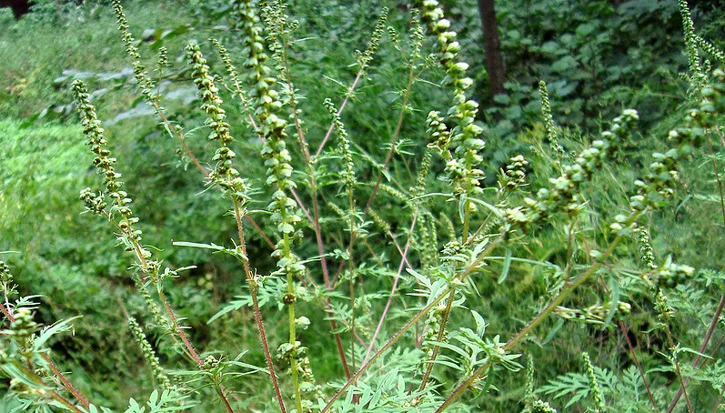 ambrosia hooikoortsplant