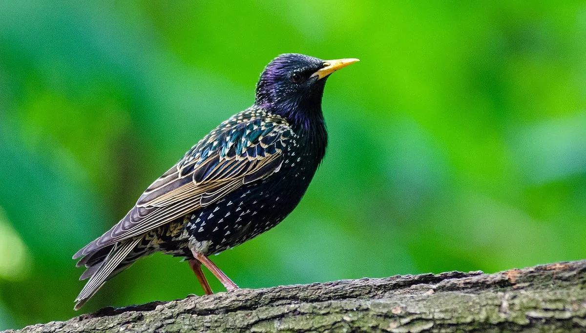 animal 1851604 1280 spreeuw cc0 via pixabay