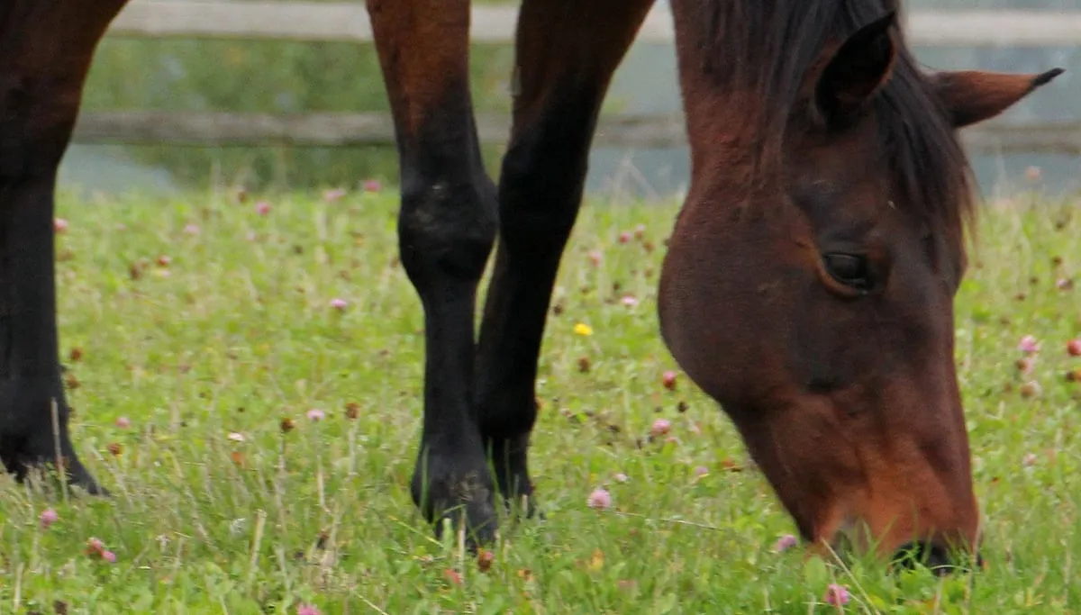 animal 193207 paard pixabay cc0