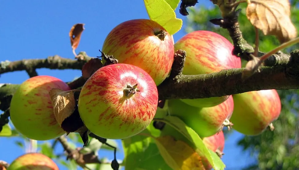 appels appel appelboom apple tree 360083 1280