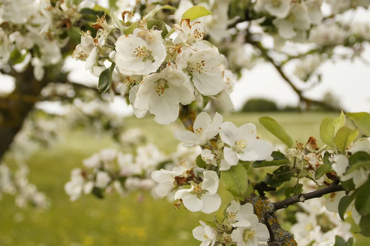 apple tree blossom 249450 1280 bloesem