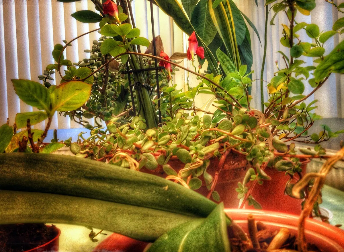 arrived plants 2 002 adoptieplant