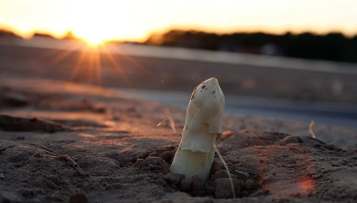 asperge asparagus 15375 1920 cc0 pixabay