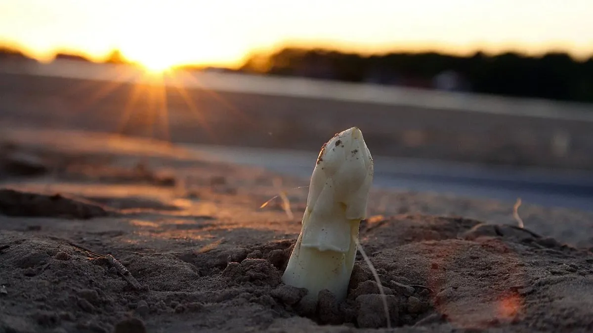 asperge steekt het kopje uit zijn bed cc0