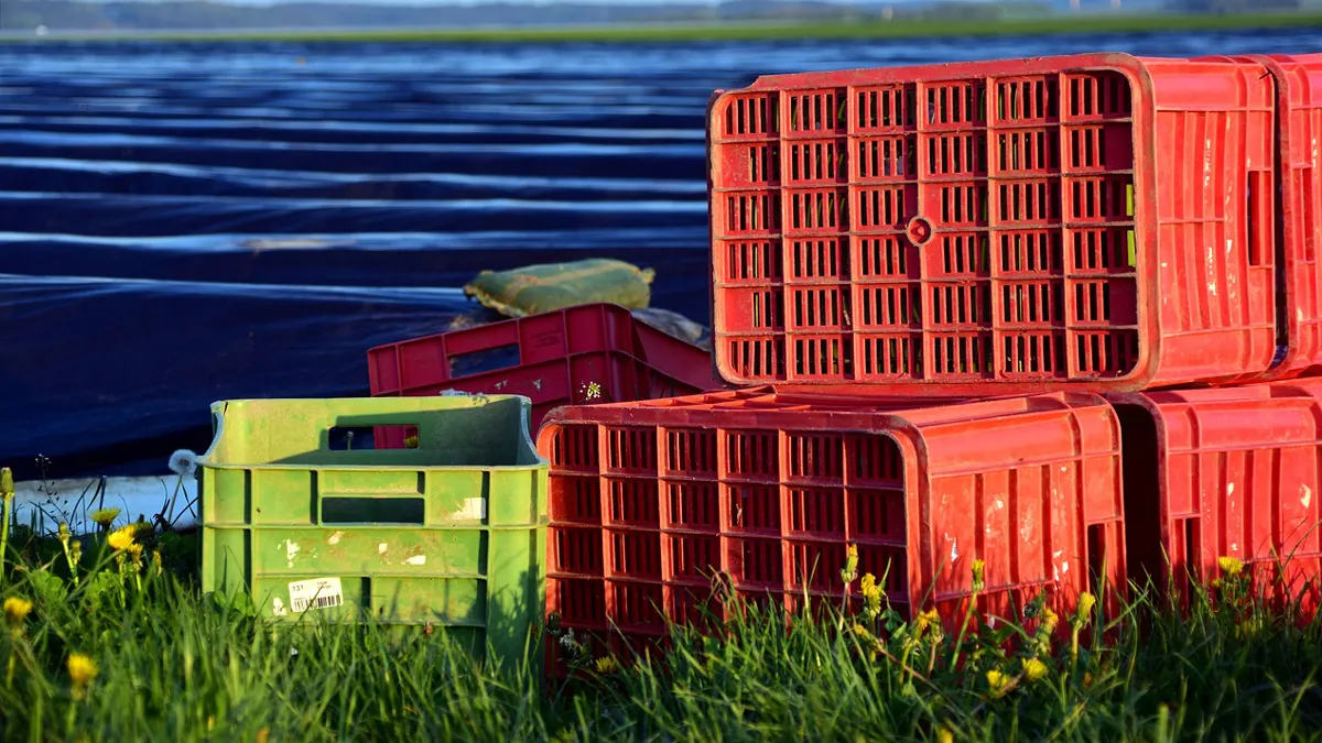 aspergeveld met plastic asparagus 2301673 1280