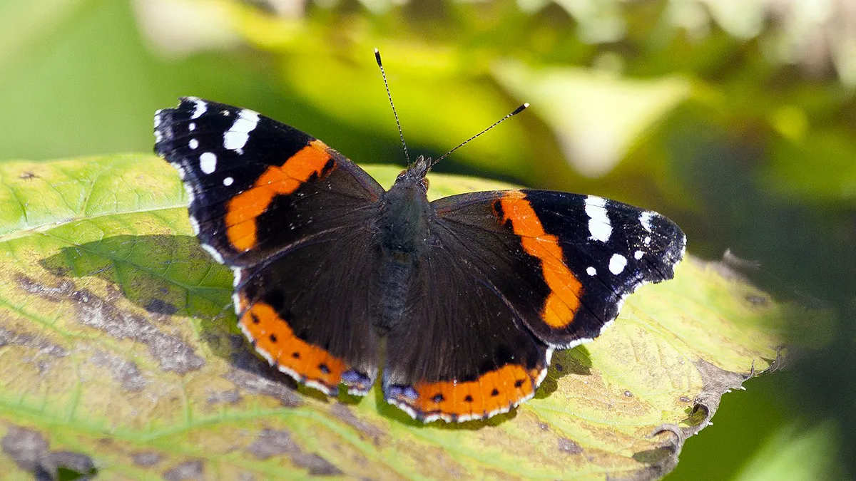 atalanta vlinder cc0