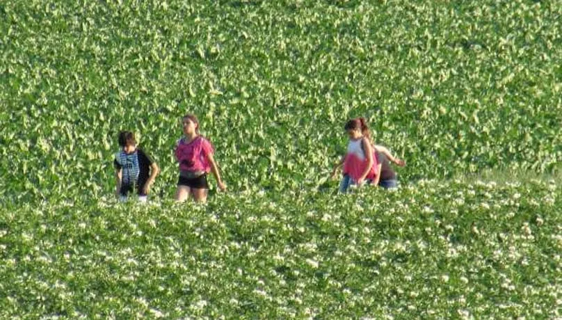 avondwandelvierdaagse lahrhof