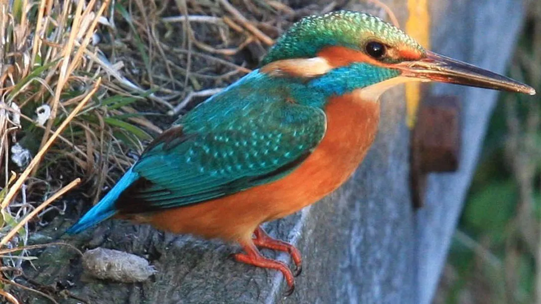 b9kzk74y9ga9nvoo0vmcru7md ijsvogeldierennatuurlentenesthqfotonovum1