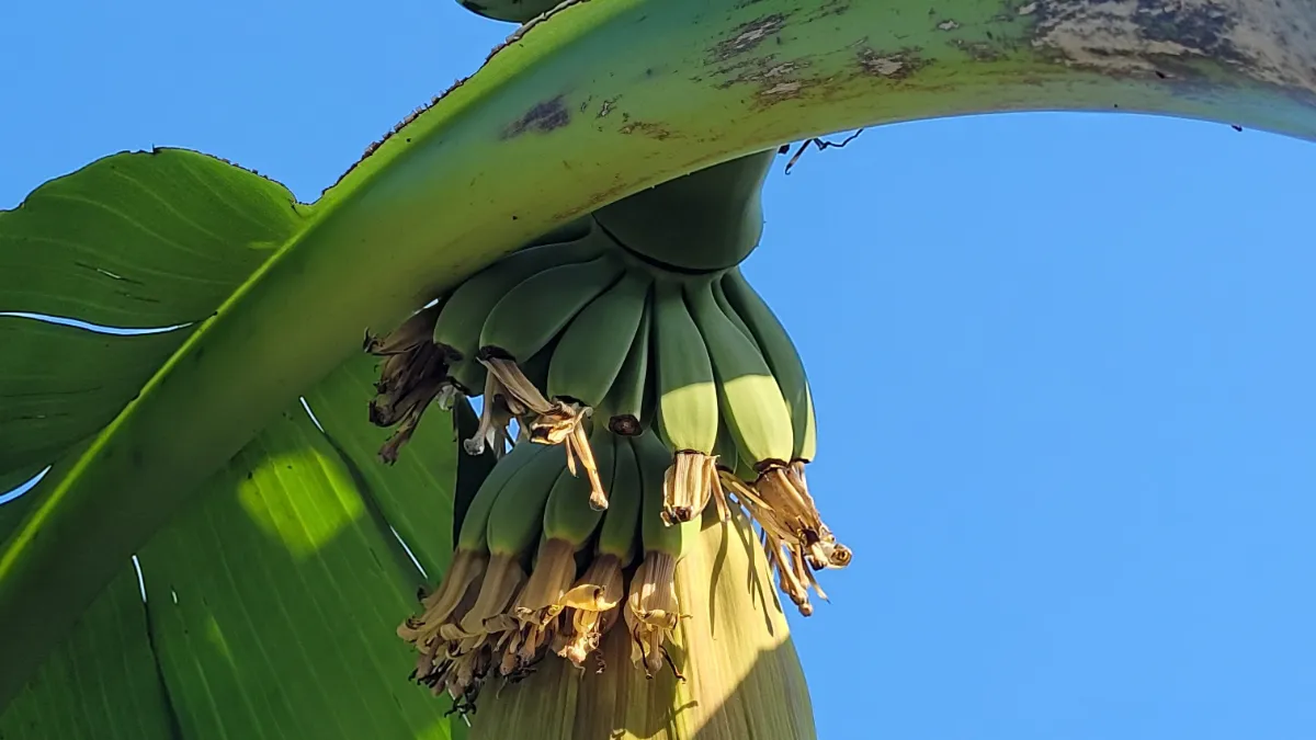 bananenboom in bloei in guttecoven 1