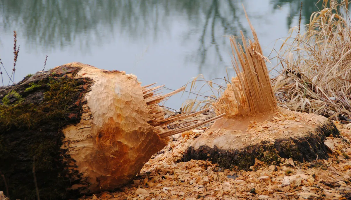 beaver 249277 1280 bevers aan het werk