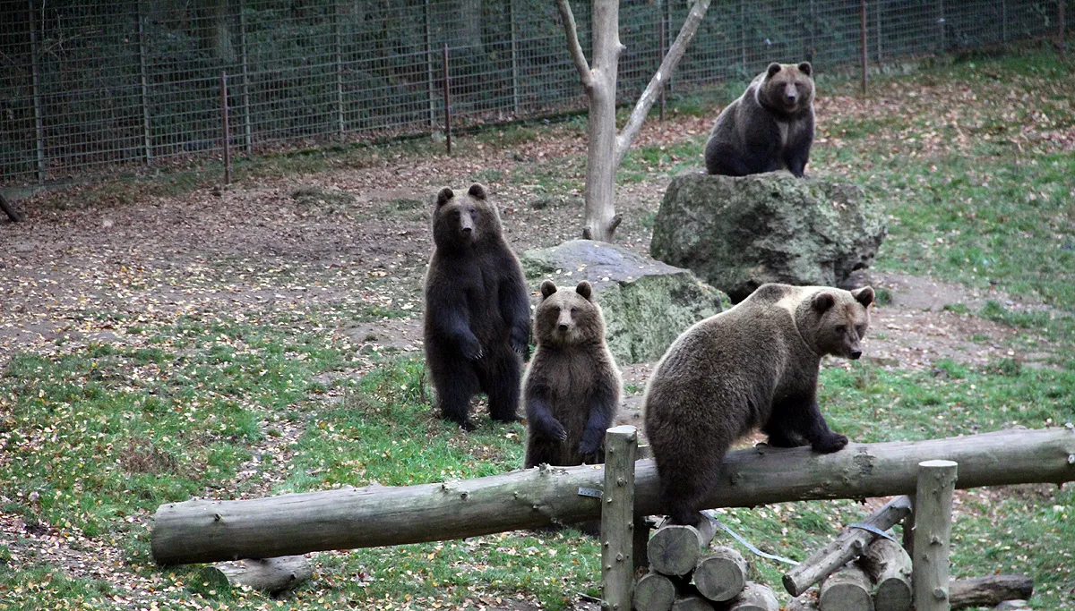 beren hochwild gangelt