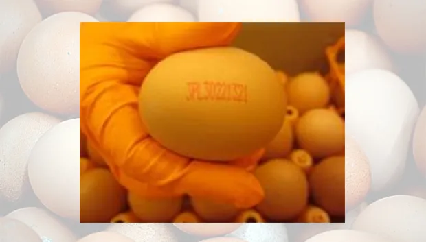 besmette eieren salmonella