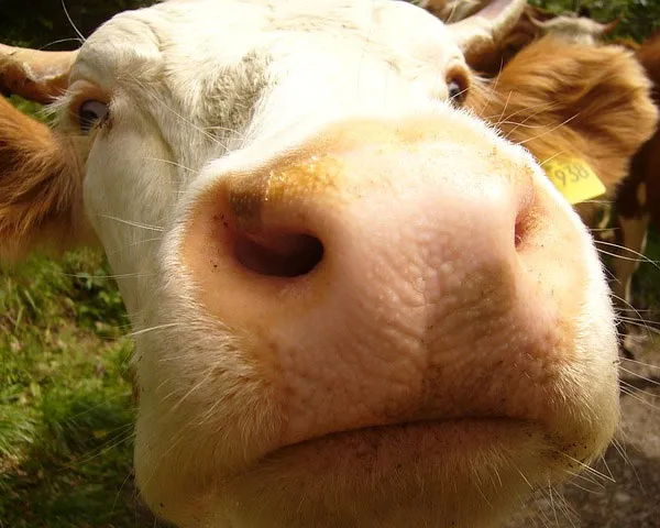 bii0b58e2c1ie2a7movk7mmli 224608