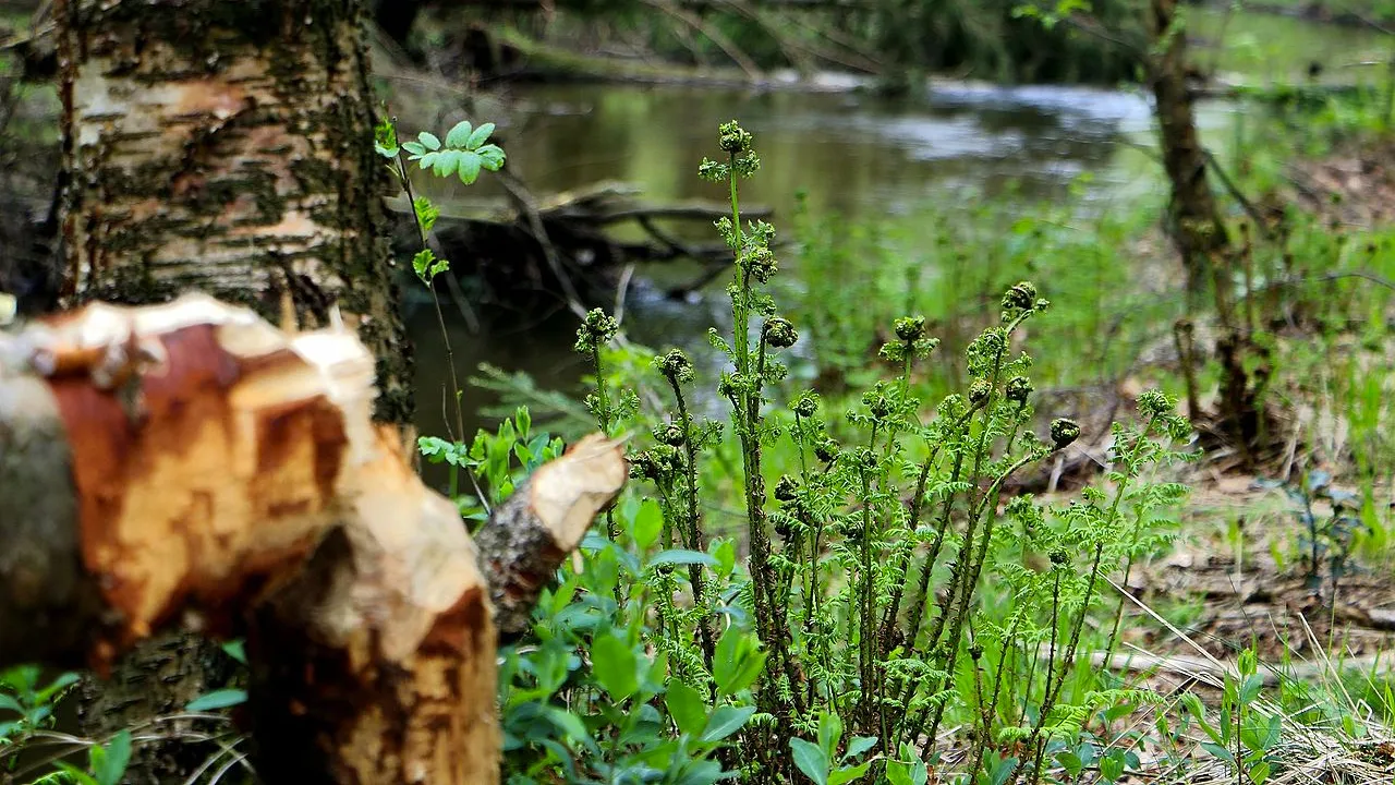 bij elmpt siebowoydt cc by sa 40 via wikimedia commons