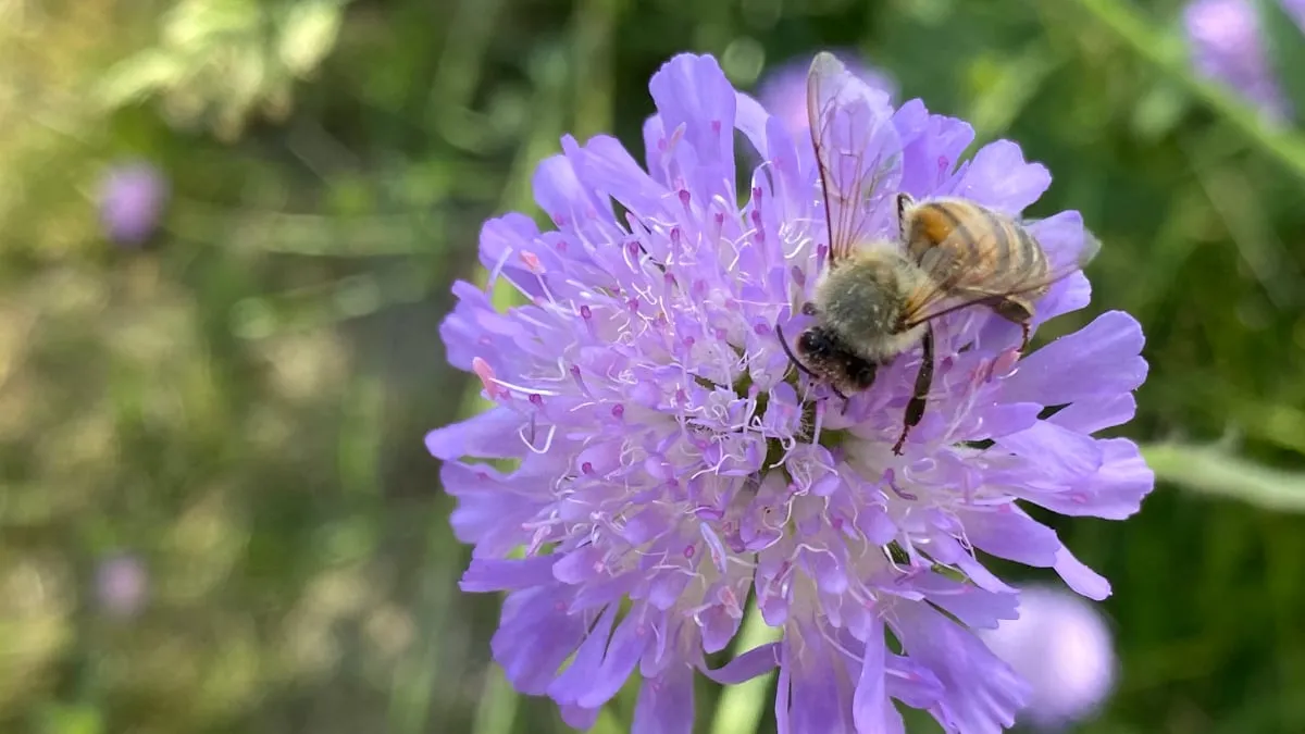 bij op bloem in ursulinentuin