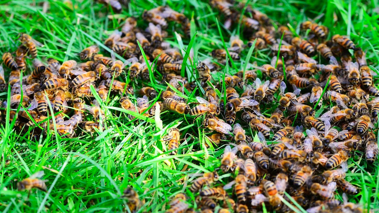 bijen in het gras cc0 via pixabay