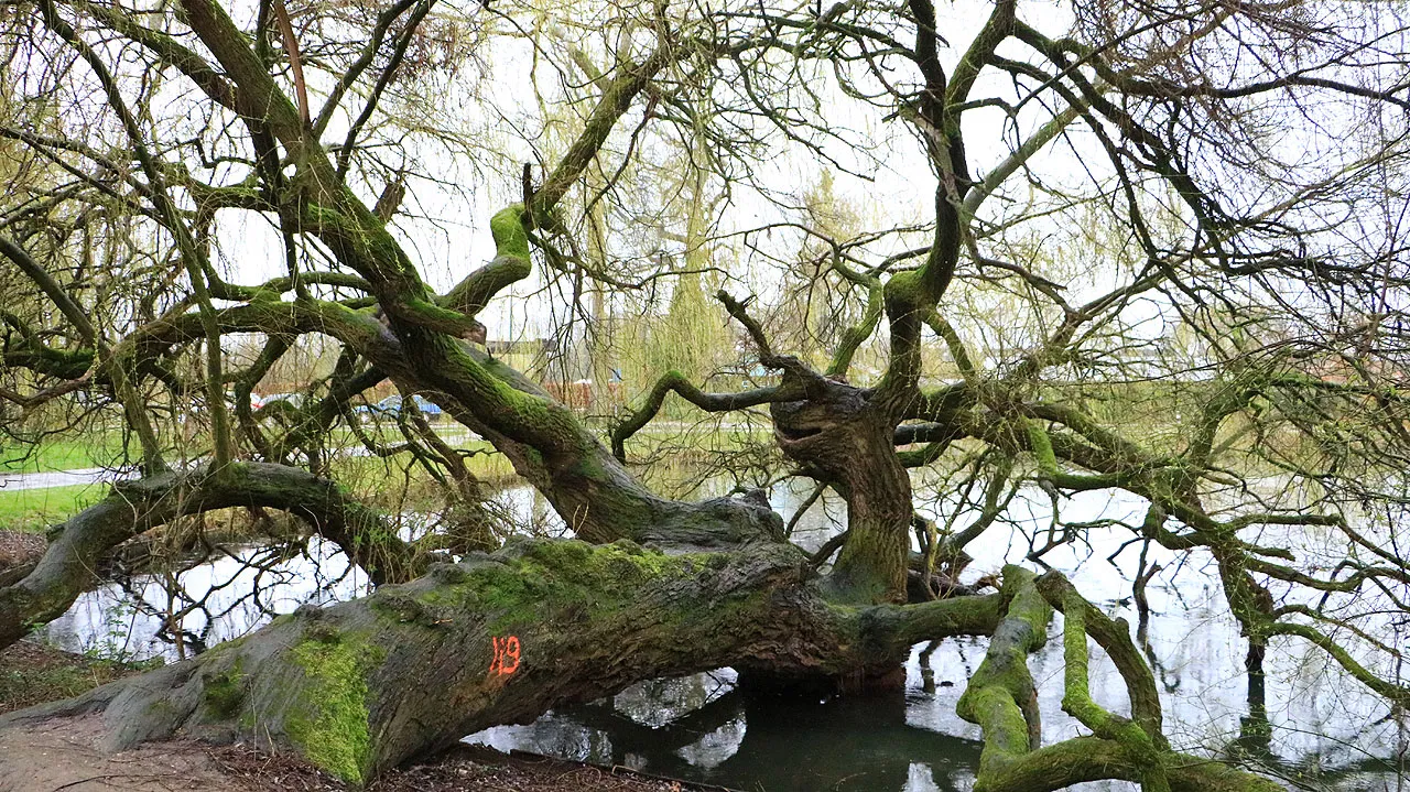 bijzondere treurwilg roeivijver sittard