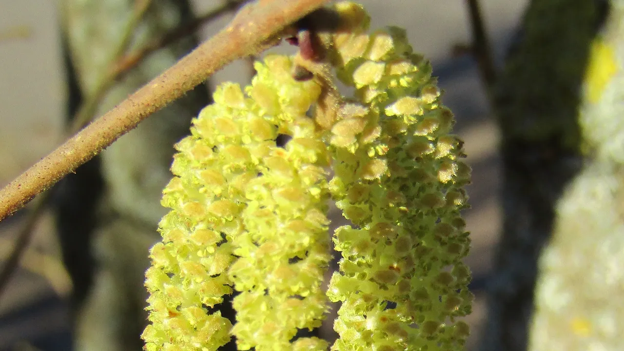 bloeiende hazelaar hazel flowers 4081036 1920