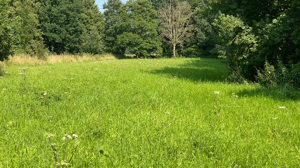 bloemenweide schwienswei 20 juli 2021