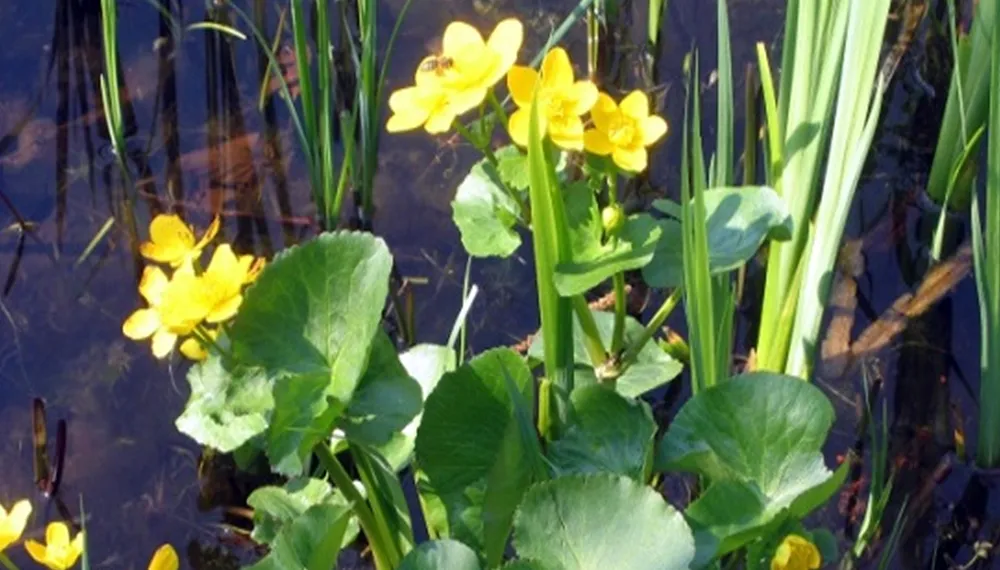 bloemtje bijtje water