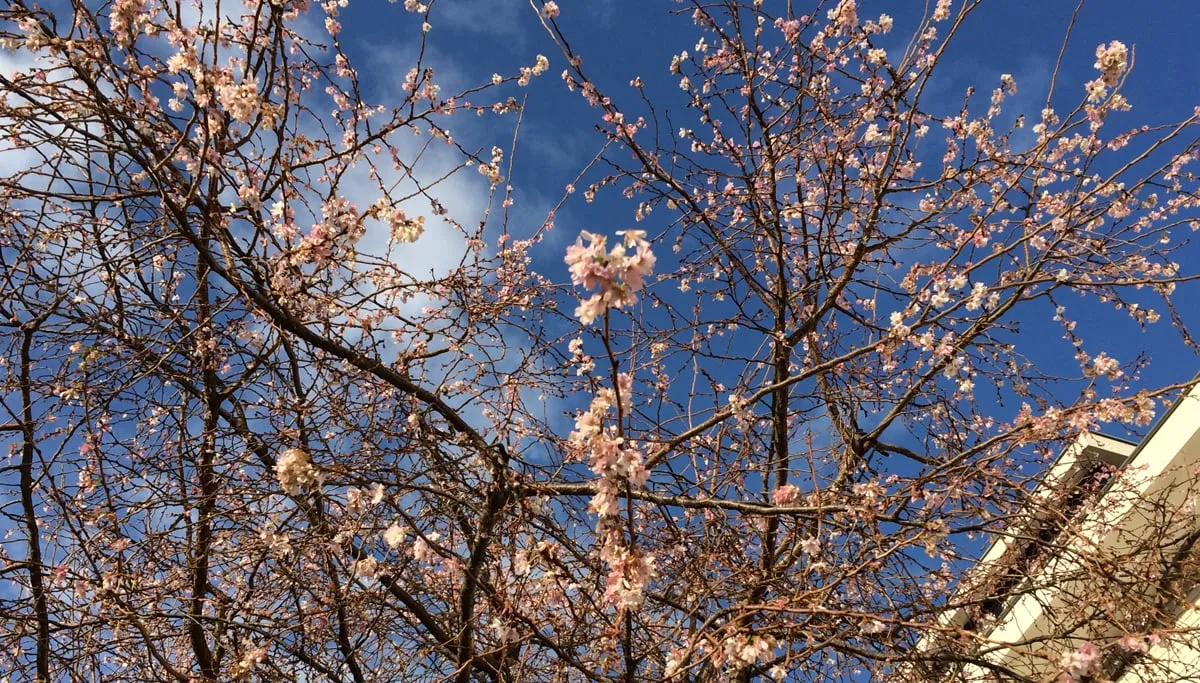 bloesem prunus autumnalis winterbloeier