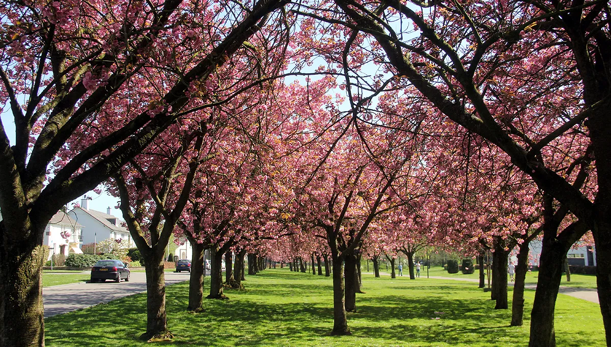 bloesem vijverweg sittard 18 april 2018