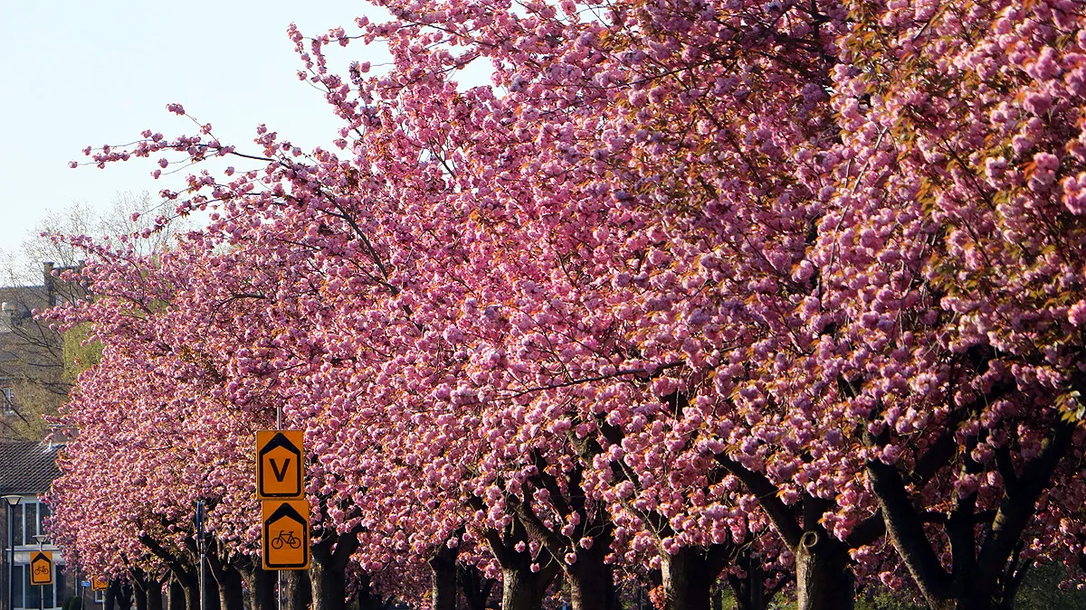 bloesempracht vijverweg 2021