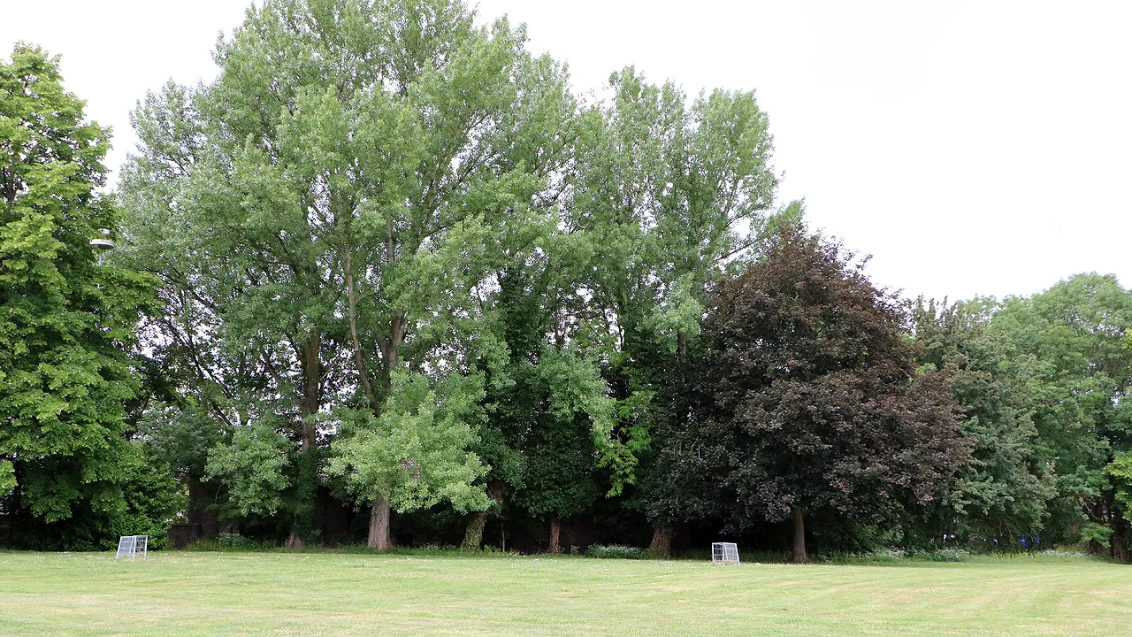 bomen achter gemmaklooster