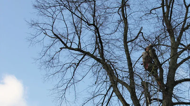 bomenkap archieffoto